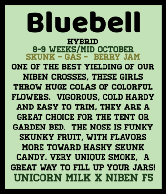 Photograph of product: Bluebell (6pk Feminized Seeds)