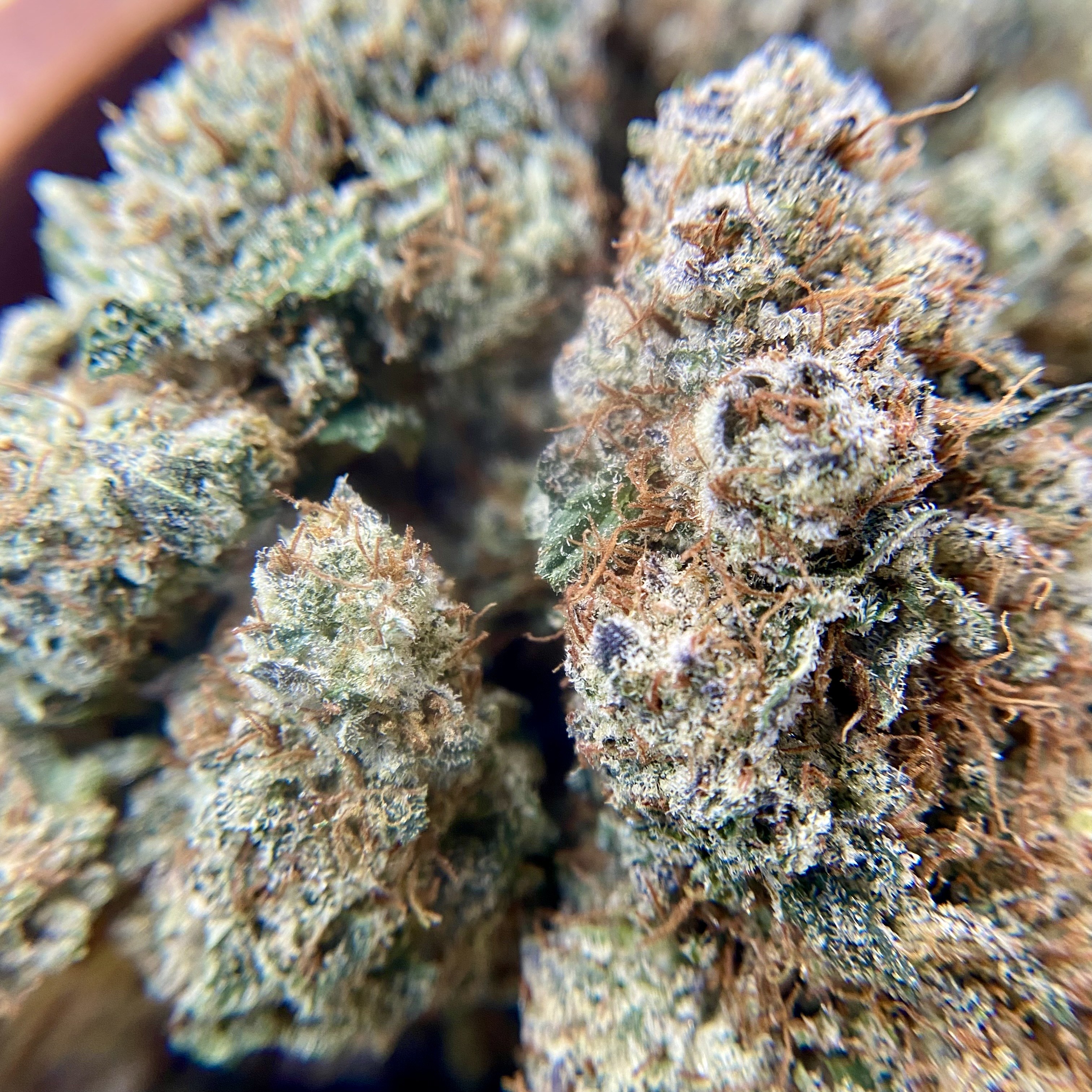 Photograph of product: INDICO: Aqua Berry Buds - 28g