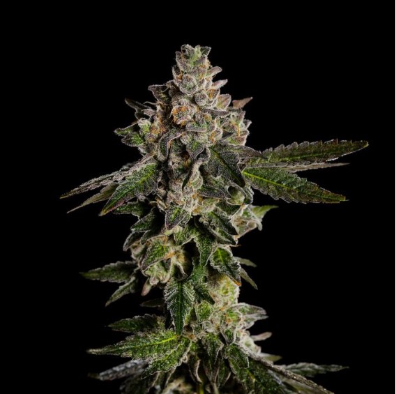 Photograph of product: Zealousy | 3.5g