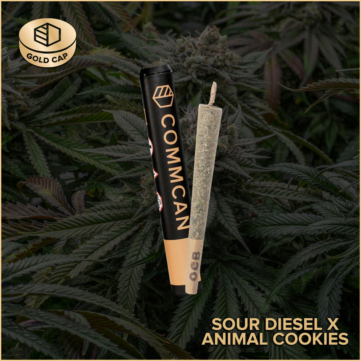 Photograph of product: Sour Diesel X Animal Cookies Pre-Roll