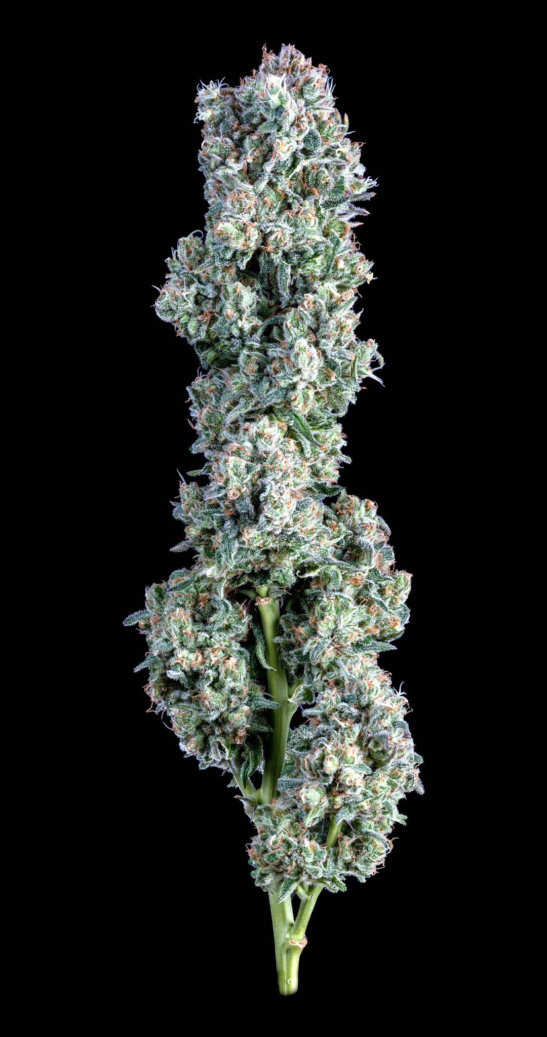 Photograph of product: AltSol | Maui Magilla Glue | Pre-Pack - 3.5g