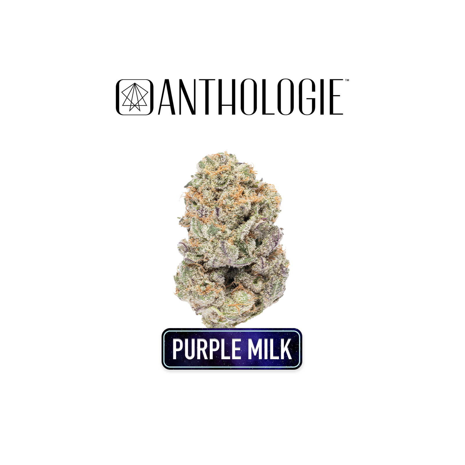 Photograph of product: MPX | Anthologie | Purple Milk Whole Flower - 3.5g