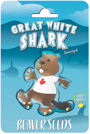 Photograph of product: Great White Shark Seeds (Fem)