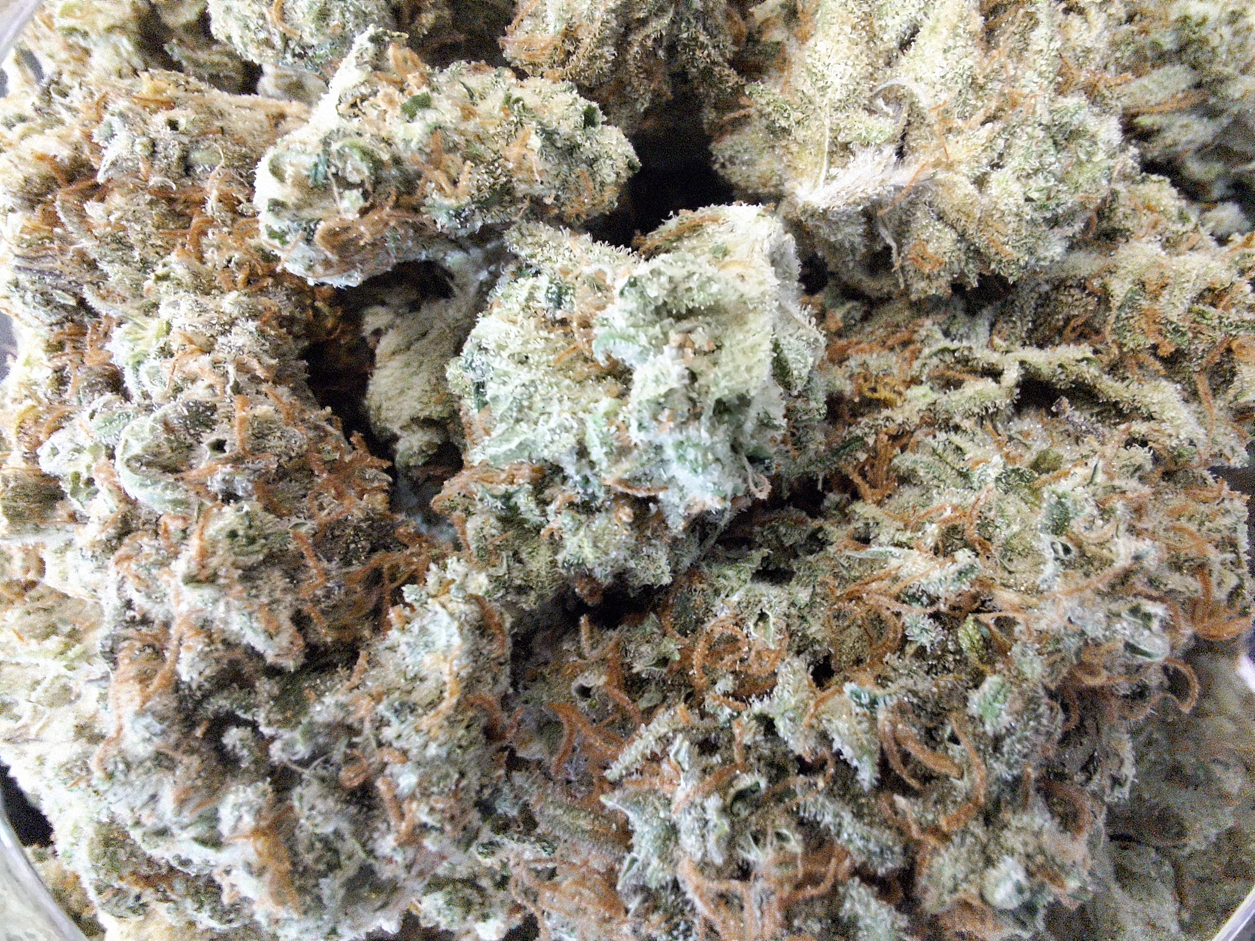 Photograph of Product: Laughing Buddha | Grassroots - 1g