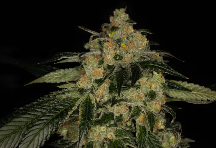 Photograph of product: Double Krush - 3.5g Flower - Nature's Heritage