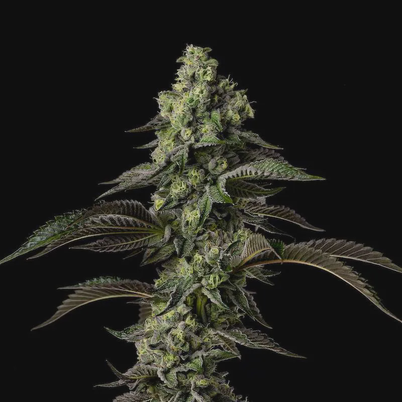 Photograph of product: Good Chemistry - Flower -  Head Hunter (H) - Bulk - 28g