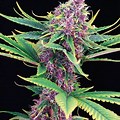 Photograph of Product: honeytree Jelly Pie 3.5 - 3.5g
