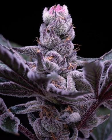 Photograph of product: Truffle Monkey | TAX INCLUDED - 14g