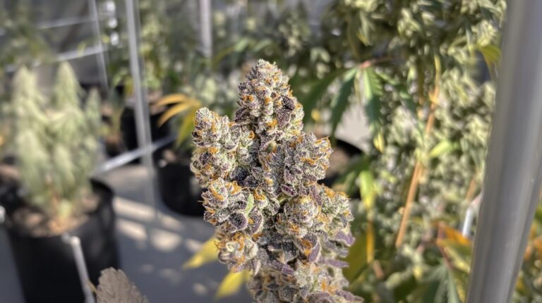 Photograph of product: TH-oui Design | Block Party (H) - 3.5g