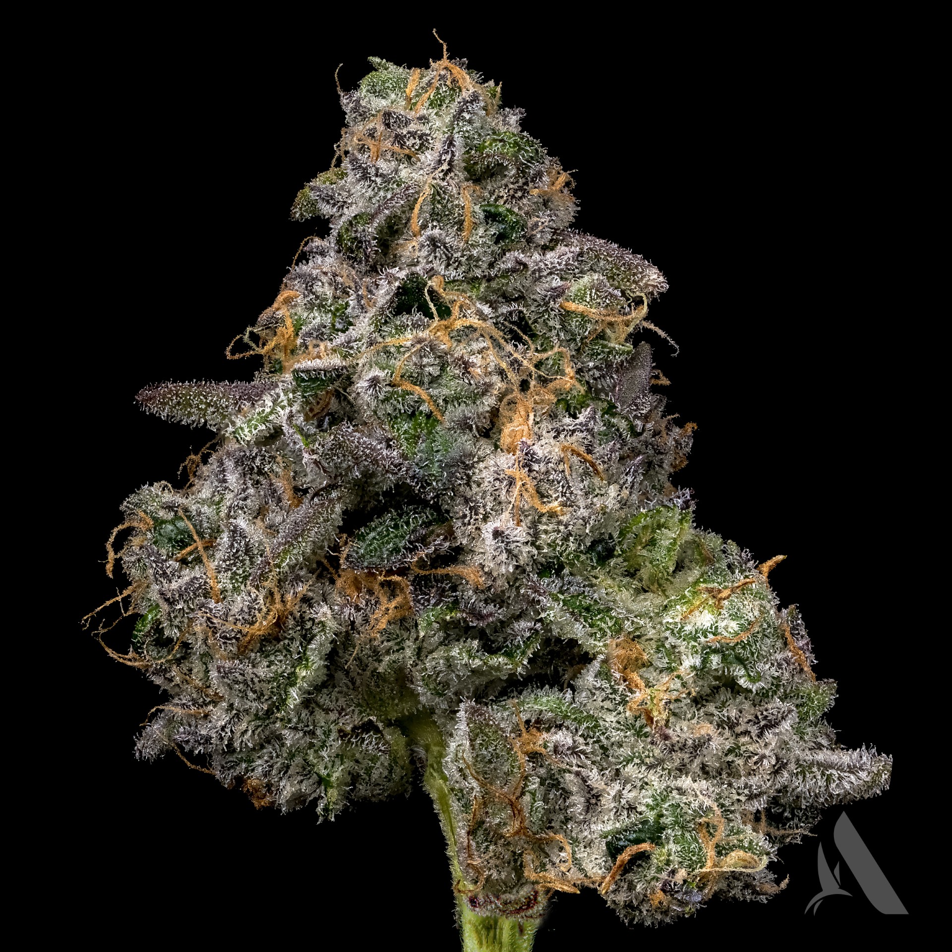 Photograph of product: Ko'Zeto Flower T27.89% H 00625 (AU) - 3.5g