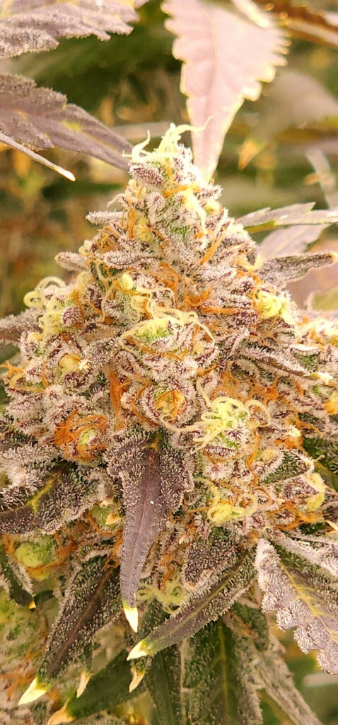 Photograph of product: Jet Fuel Gelato '25 - 7g