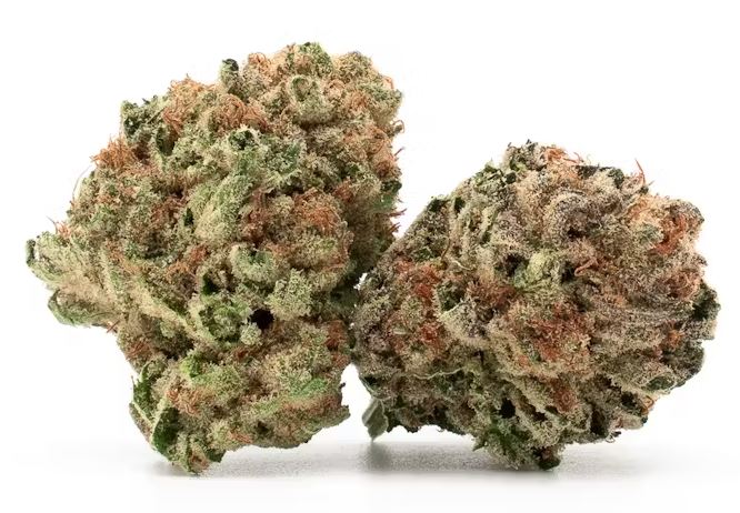 Photograph of product: S Atlantic Mimosa Flower - 3.5g