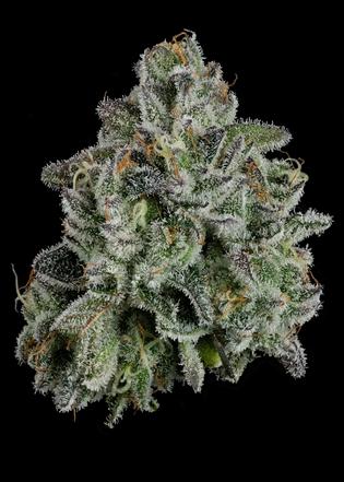 Photograph of product: U4ea Farms - Whoopie Pie - Flower - 3.5g