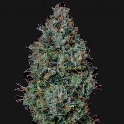 Photograph of product: Dogwalker OG - 14g
