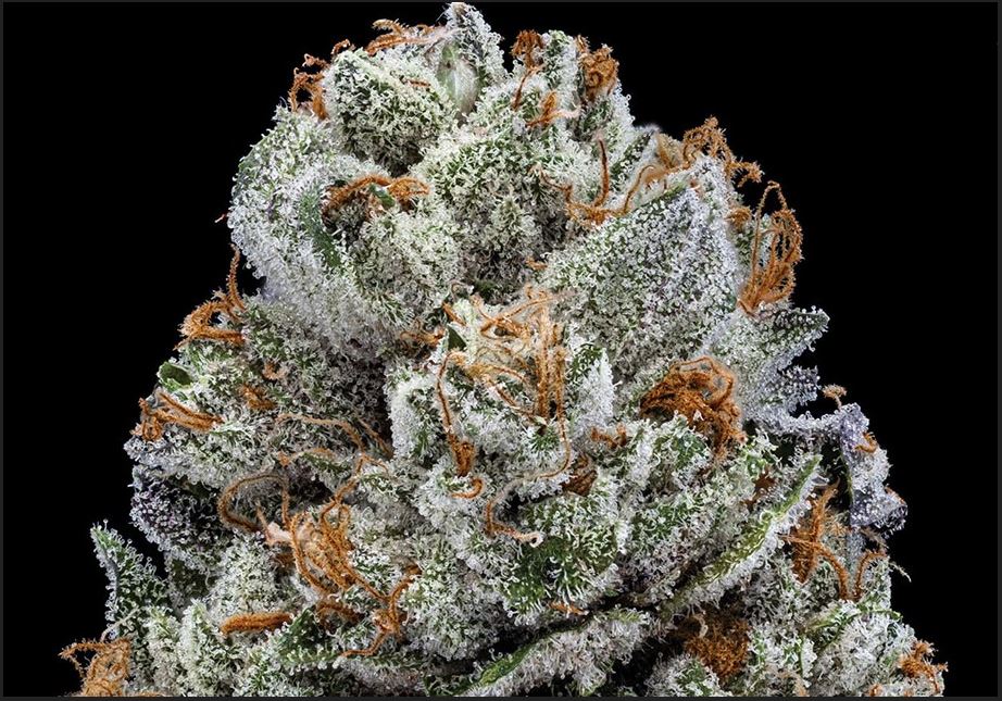 Photograph of product: Banana Cream 1/8 Prepack - 3.5g