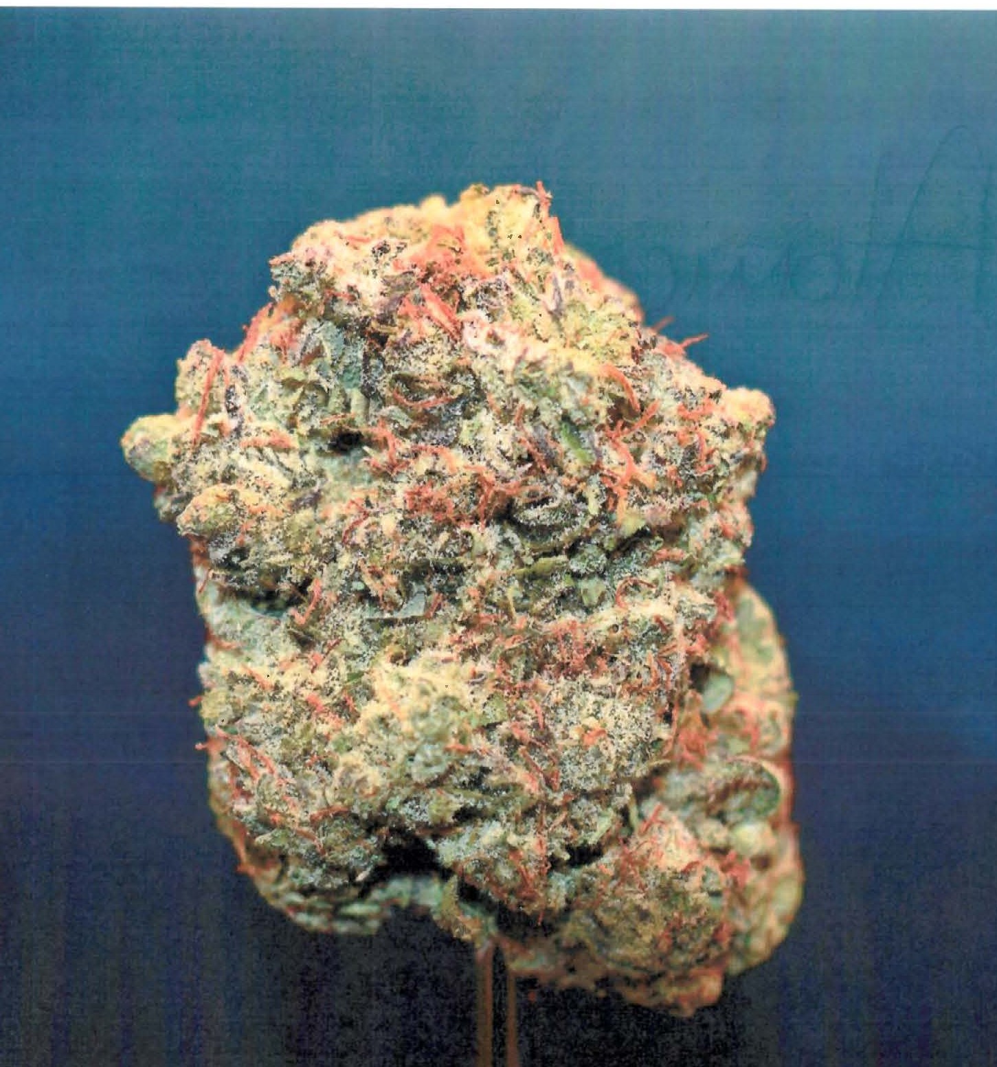 Photograph of product: CURALEAF | Atomic Breath | Flower | 3.5g