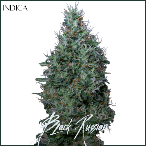 Photograph of product: AltSol DC | Black Russian | Flower - 3.5g