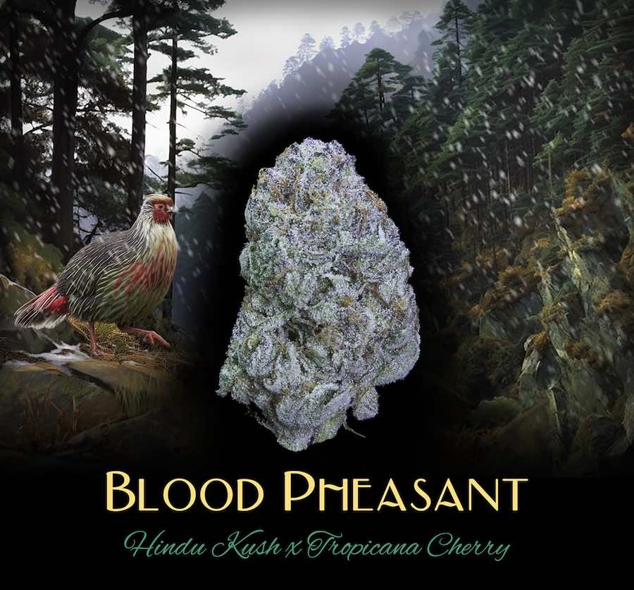 Photograph of product: Deaux - Blood Pheasant (I) - Flower - 3.5g