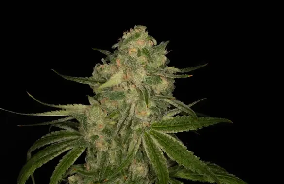 Photograph of product: Nature's Heritage | The Big Smooth | 3.5g