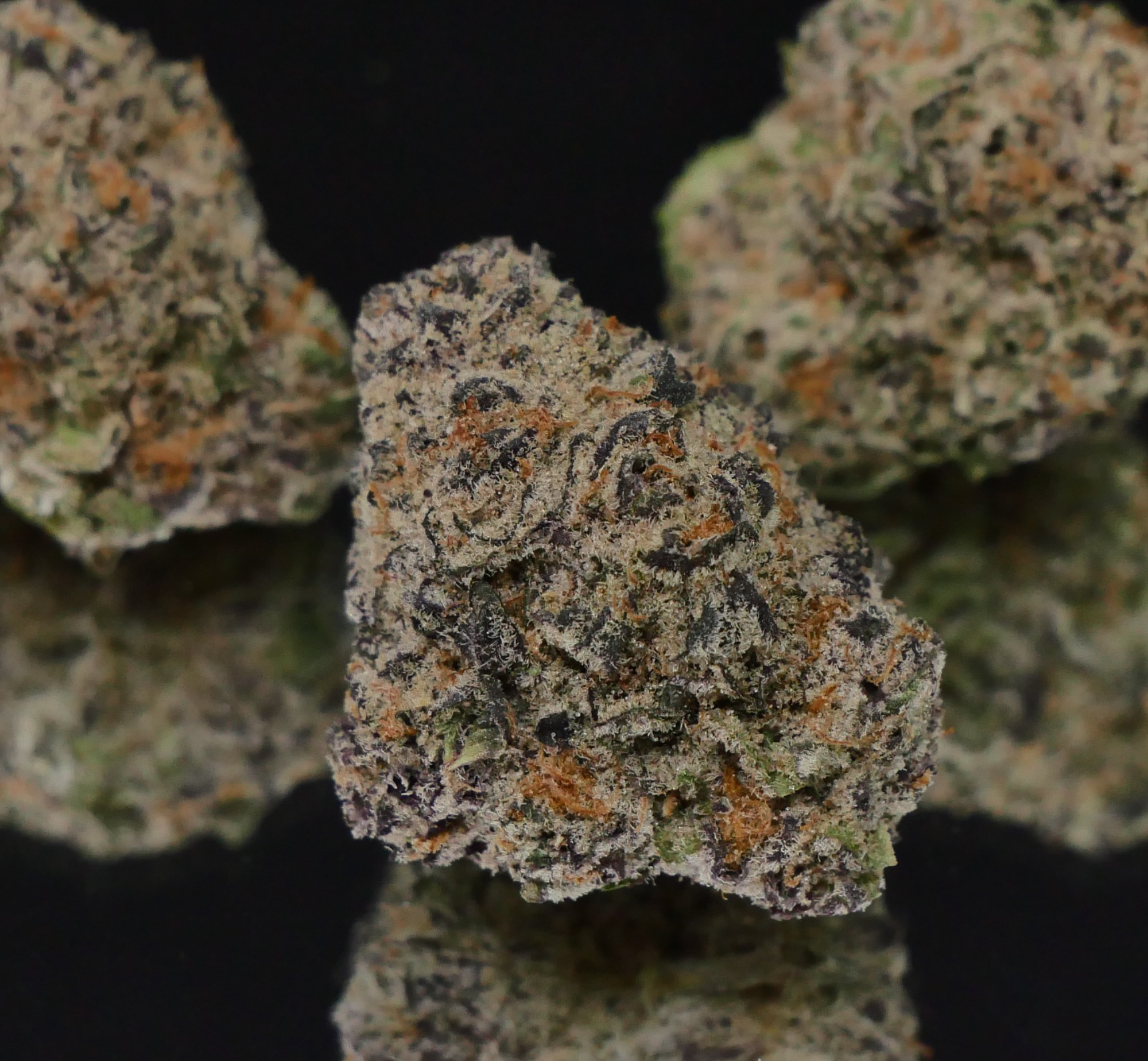 Photograph of product: GMO x Mai Tai by Meraki - 14g