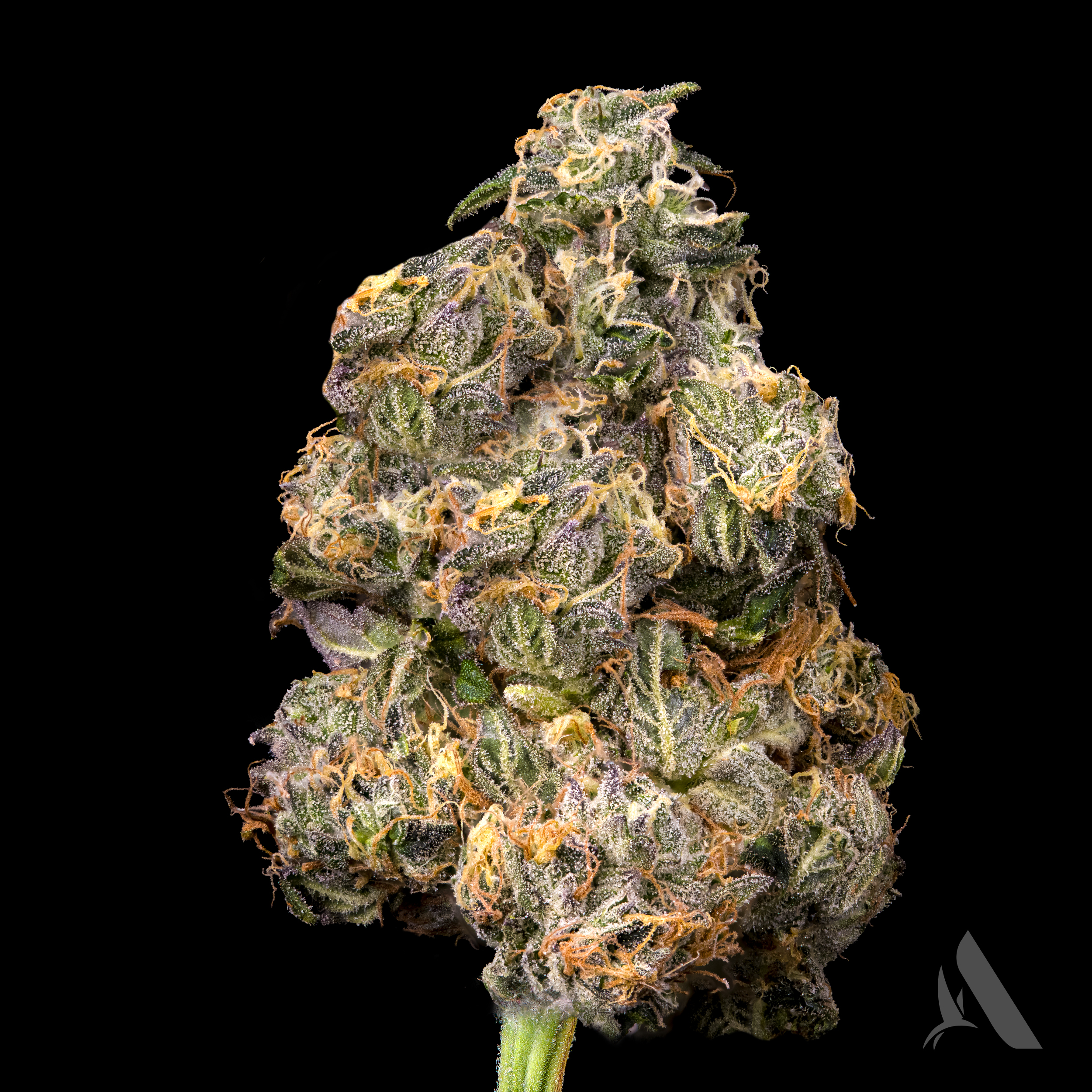 Photograph of product: Affinity Medellin Whole Flower 28.36% (I) 3.5g - 00428