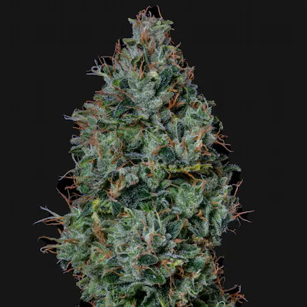 Photograph of product: Blue City Diesel - 3.5g