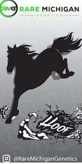 Photograph of product: Pre Roll Packs - 10 Pack - RMG - Hoof - (Oui'd) - 26.23% TH-oui