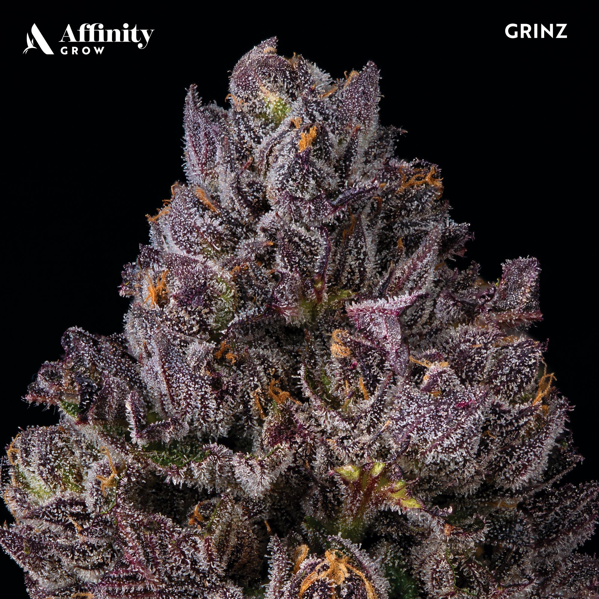 Photograph of product: Grinz Flower T16.48% H 00255