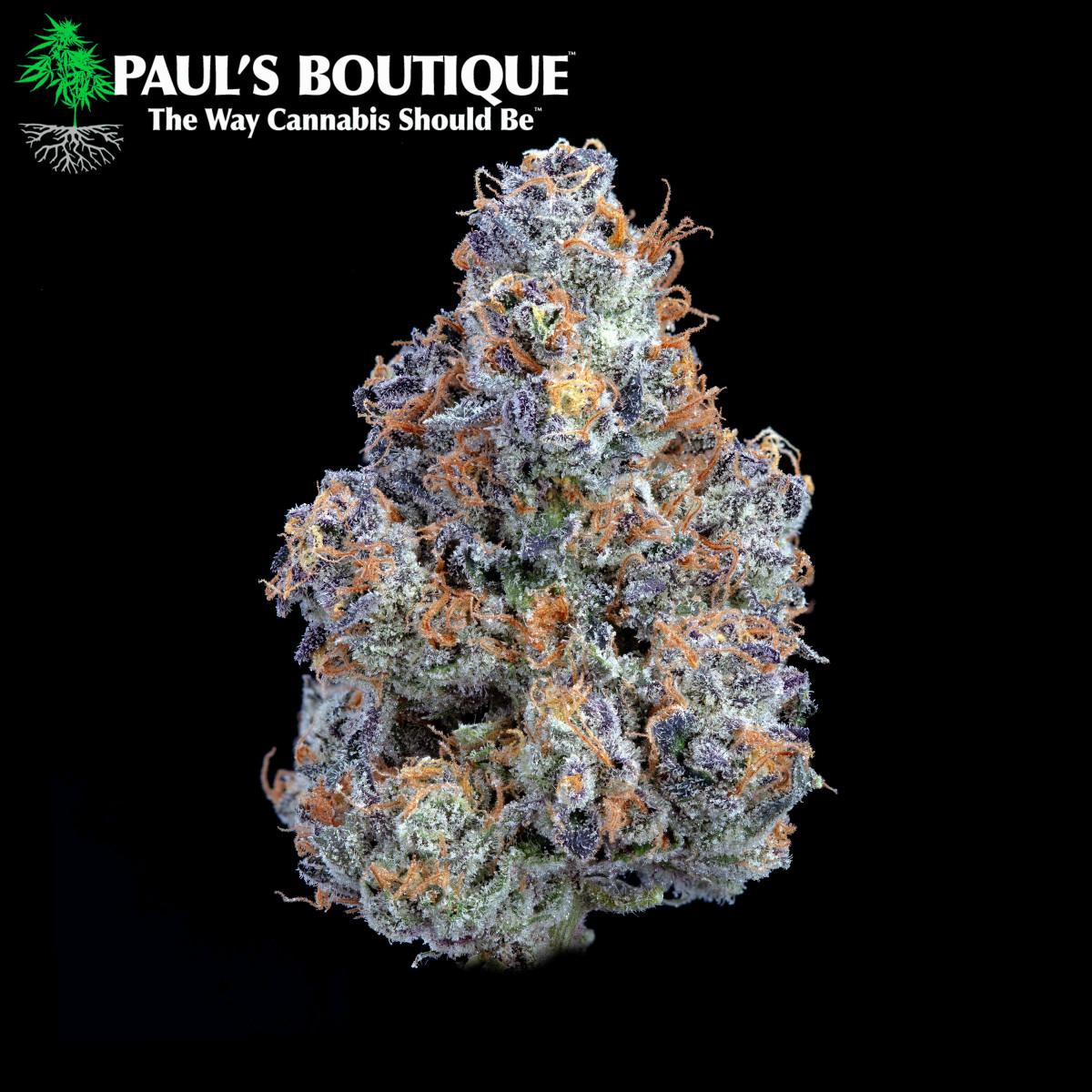 Photograph of product: Paul's Boutique - Apple Fritter - 3.5g