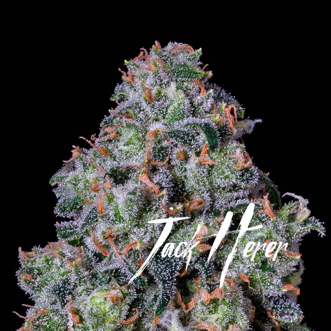 Photograph of Product: Jack Herer - 3.5g