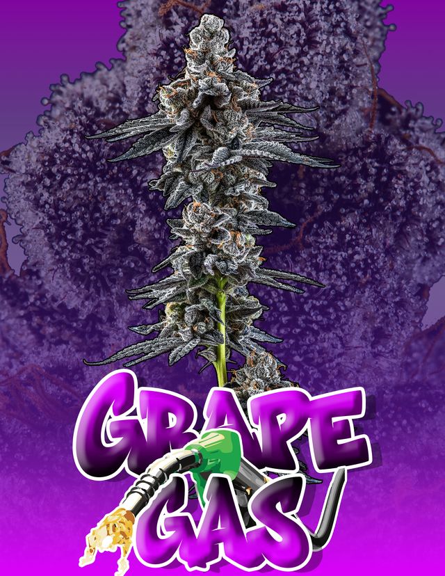 Photograph of product: Grape Gas - 28g