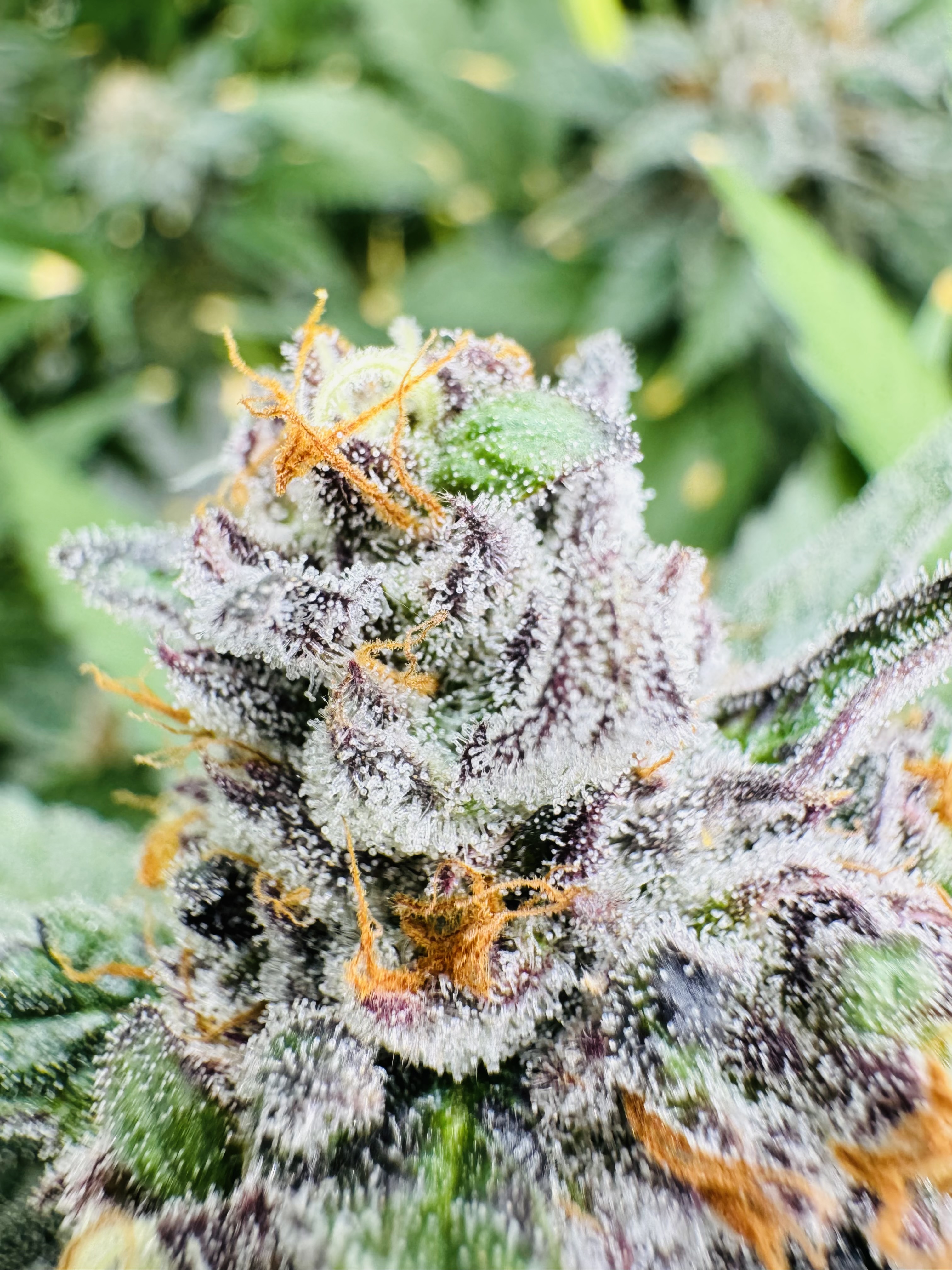Photograph of product: Mimosa - 14g