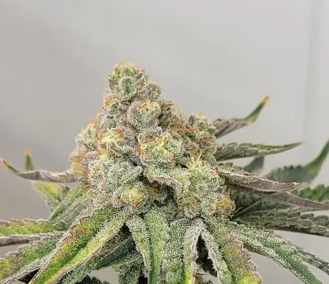 Photograph of product: Keen Oui'd | 3.5 | Dirty Bird - 3.5g