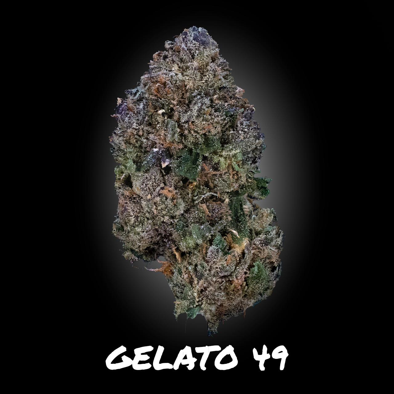 Photograph of product: Gelato 49 - Demboyz Prepackaged Flower - 3.5g