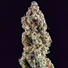 Photograph of product: Mandarin Cookies Flower - 3.5g
