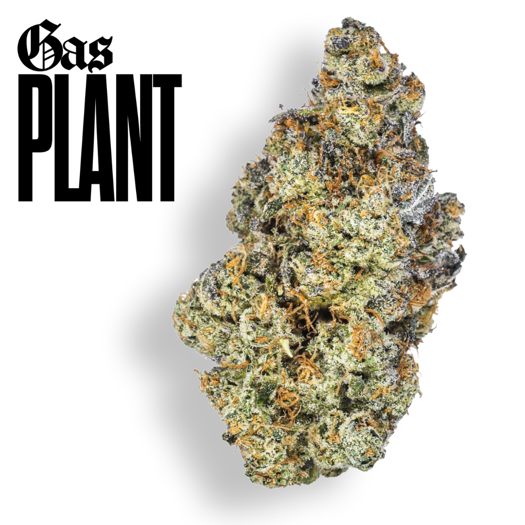 Photograph of product: Claybourne Co. - Gas Plant (Oui'd) Gold Cuts Flower - 3.5g
