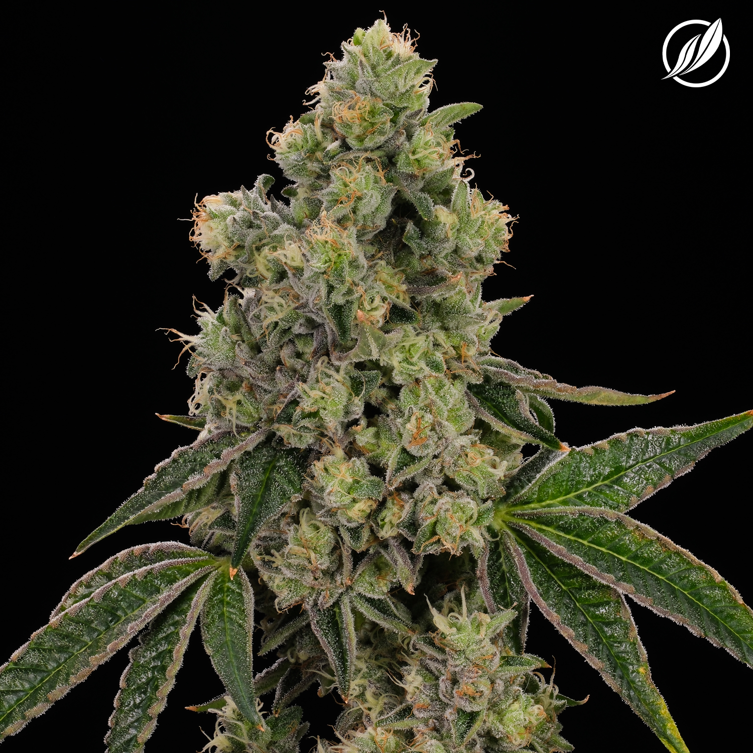 Photograph of product: Cold Bubba Kush Flower H 26219 - 3.5g