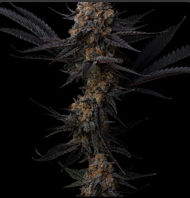 Photograph of product: Gorilla Mintz 3.5g