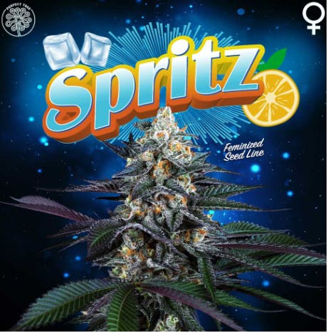 Photograph of product: Spritz -Terpene Infused- Eighth 3.5g - Pancakes
