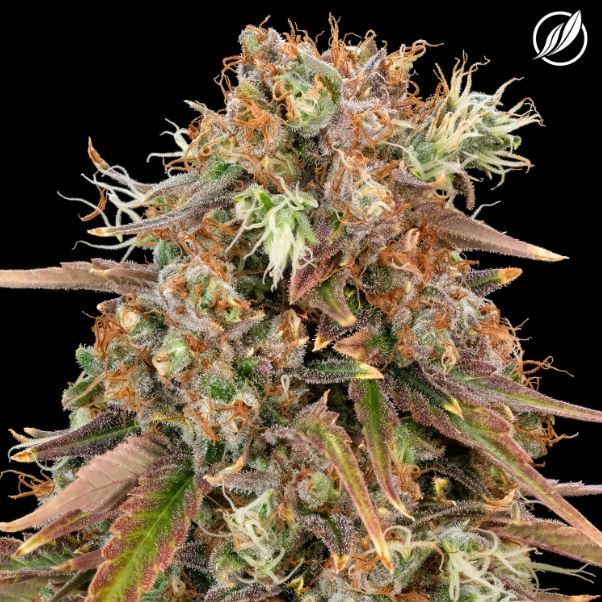 Photograph of product: Deep Blue Gas Flower I 25607 (3.5g)