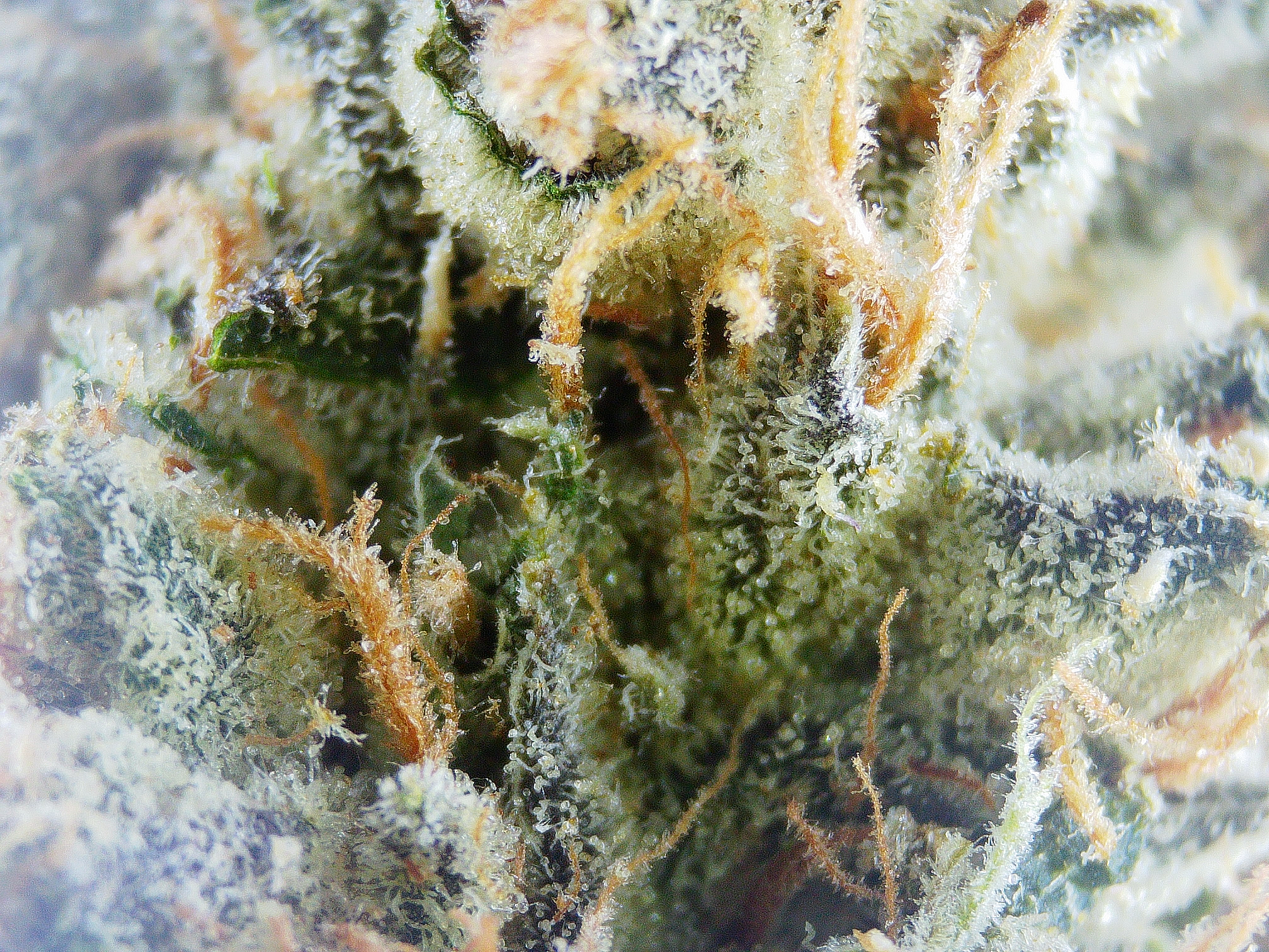 Photograph of product: Emerald Visions Sweet Jesus BULK Flower - 1g