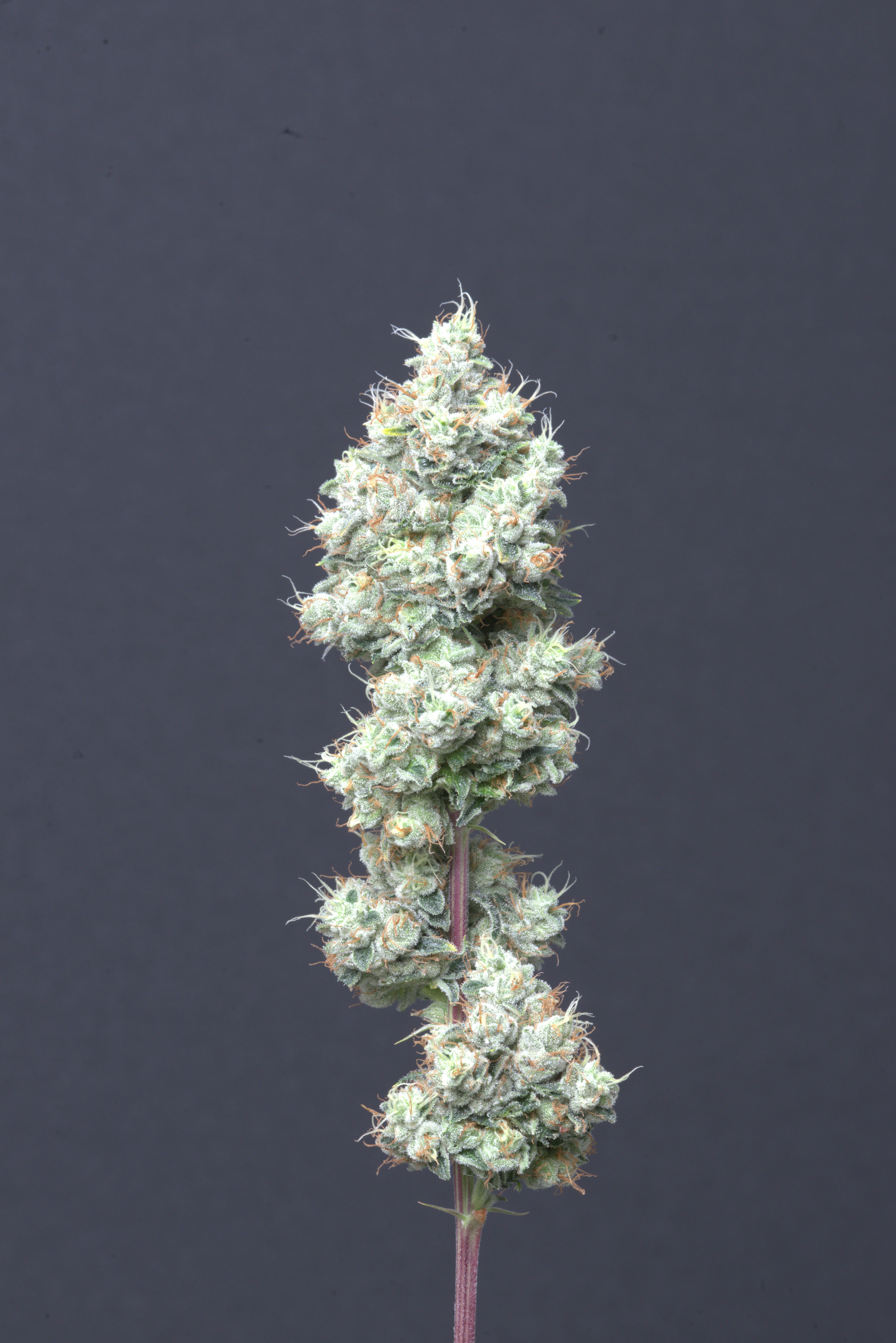 Photograph of product: Motorbreath - 3.5g
