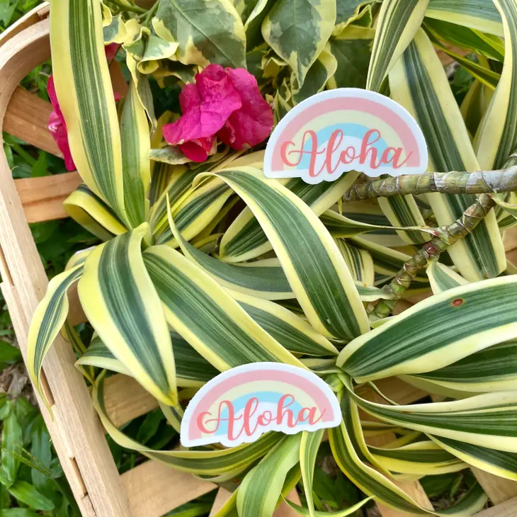 Photograph of product: Design Jord - Sticker - Rainbow Mini
