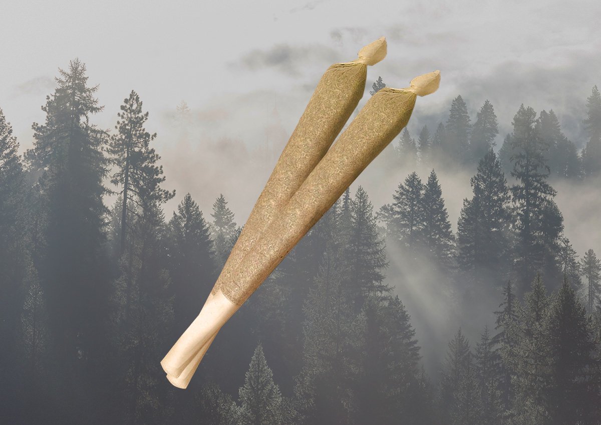 Photograph of product: Frozen Kombucha Pre-Roll | 1g
