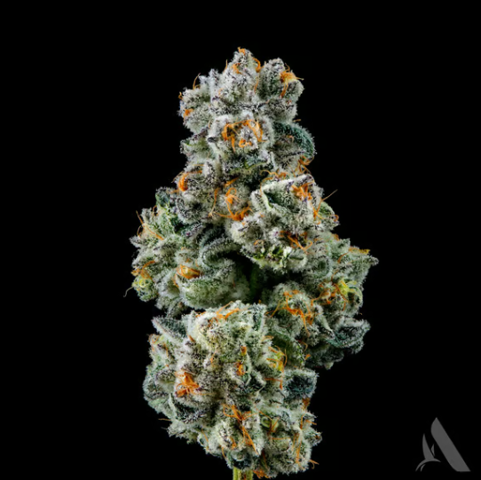 Photograph of product: Medellin | Pre-Pack | 3.5g | 00626