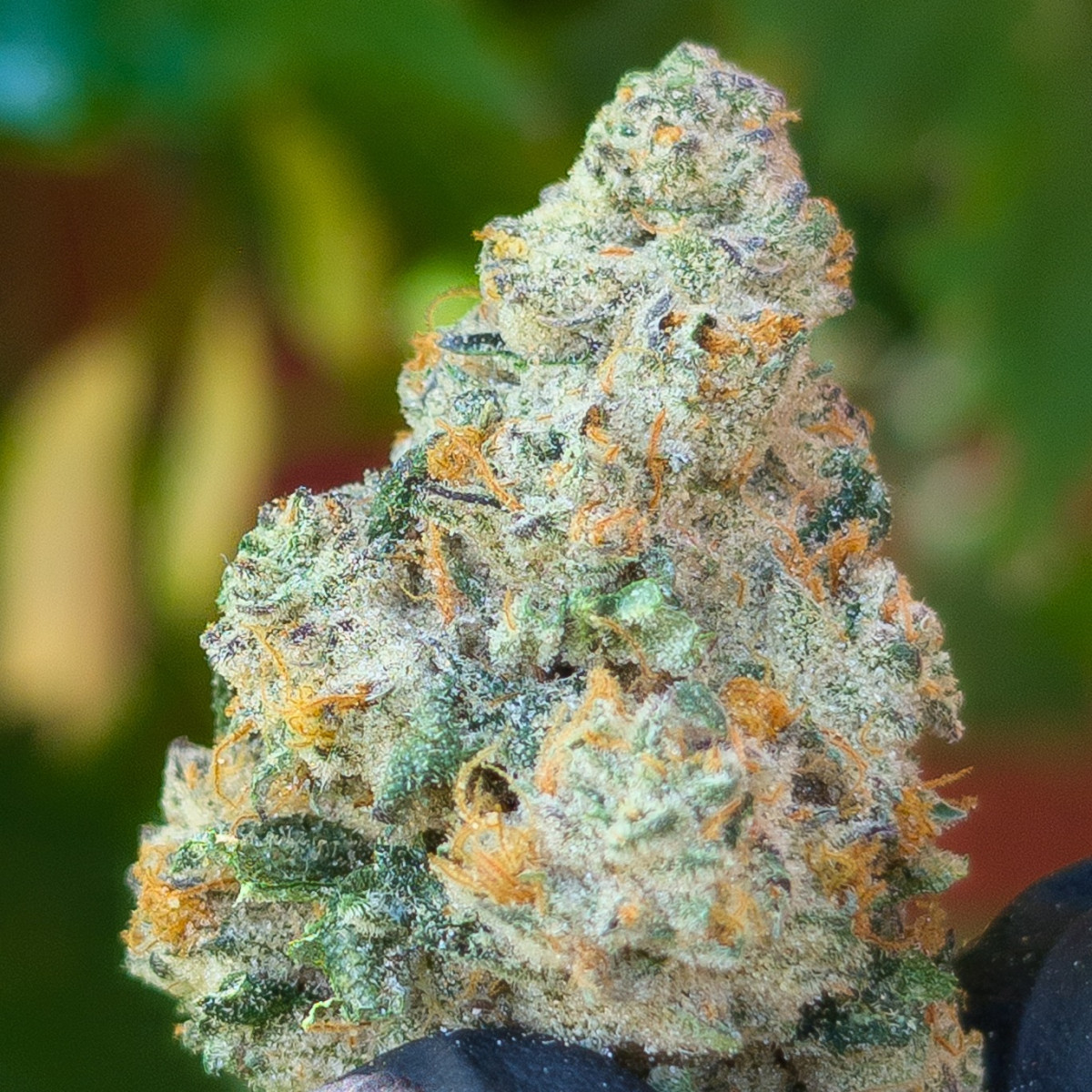Photograph of product: Trufella | Jokerz Candy | Bulk Flower - 28g