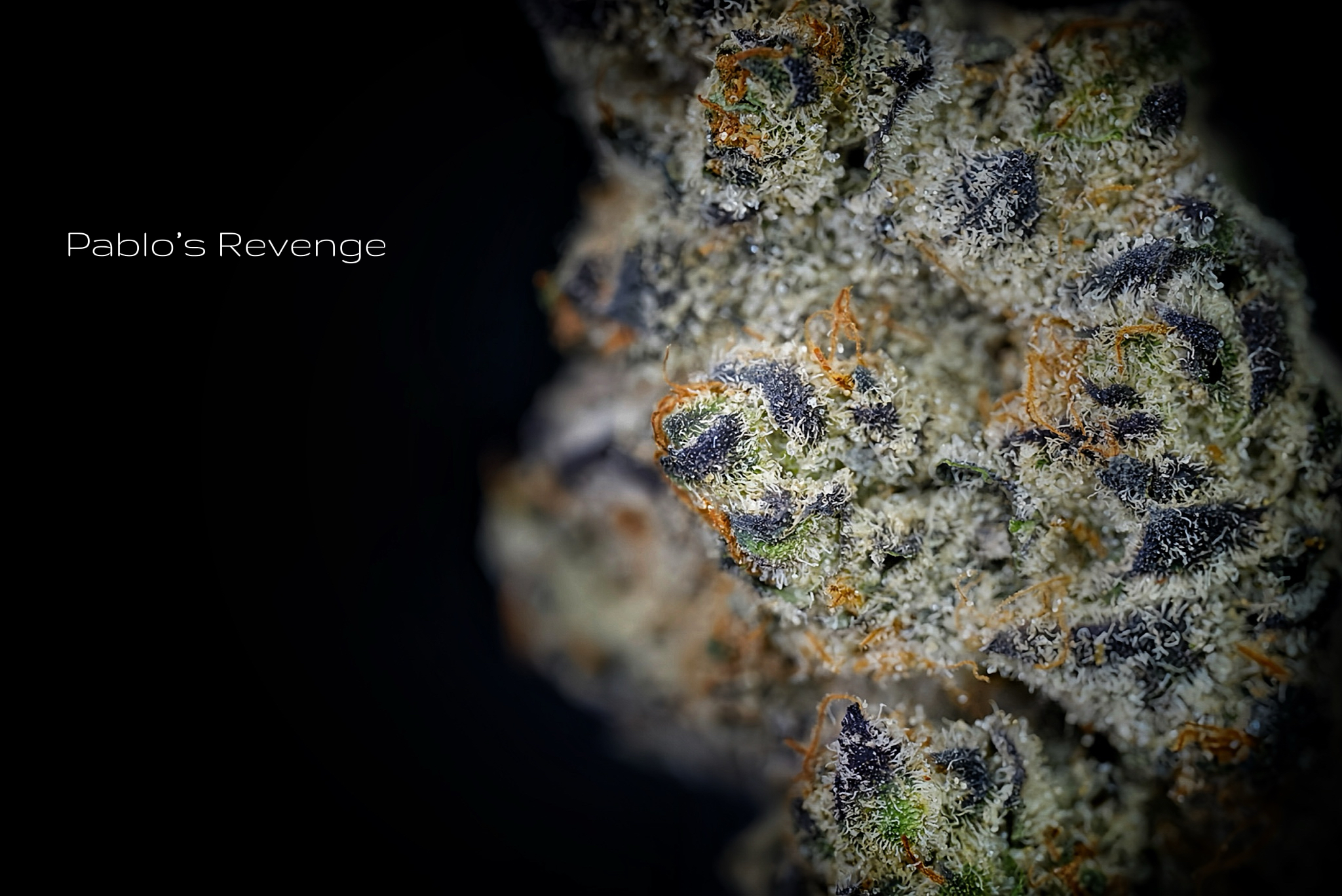 Photograph of product: Pablo's Revenge Popcorn - 28g