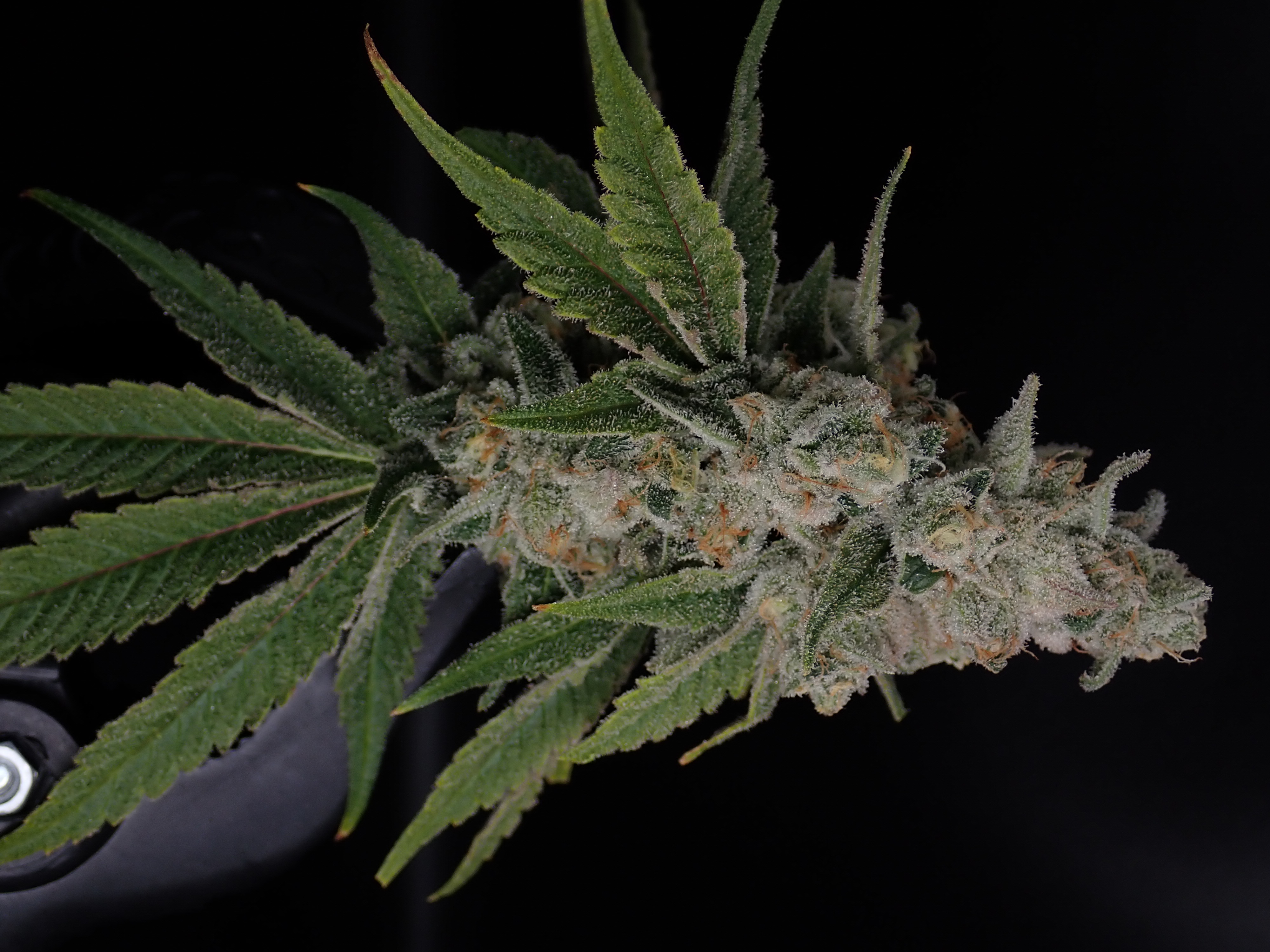 Photograph of product: Insta Cake (H) - Hermit's Delight - Budlets Pre-Packaged T1 - 28g