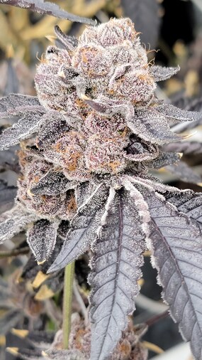 Photograph of product: Sherb N' Runtz - 3.5g