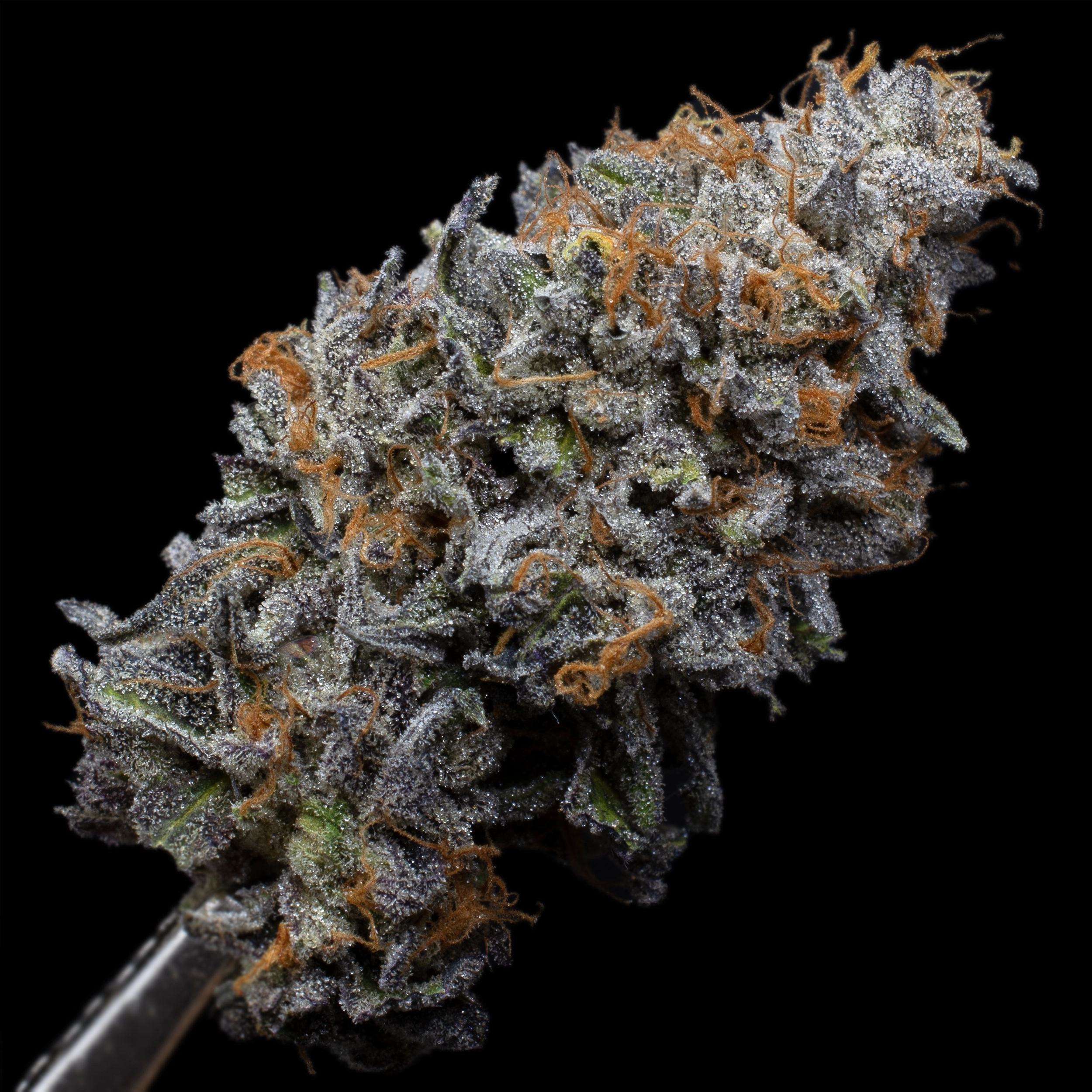 Photograph of Product: 3.5g RS 11 - Living Soil Cannabis - Upstate Elevator Operators